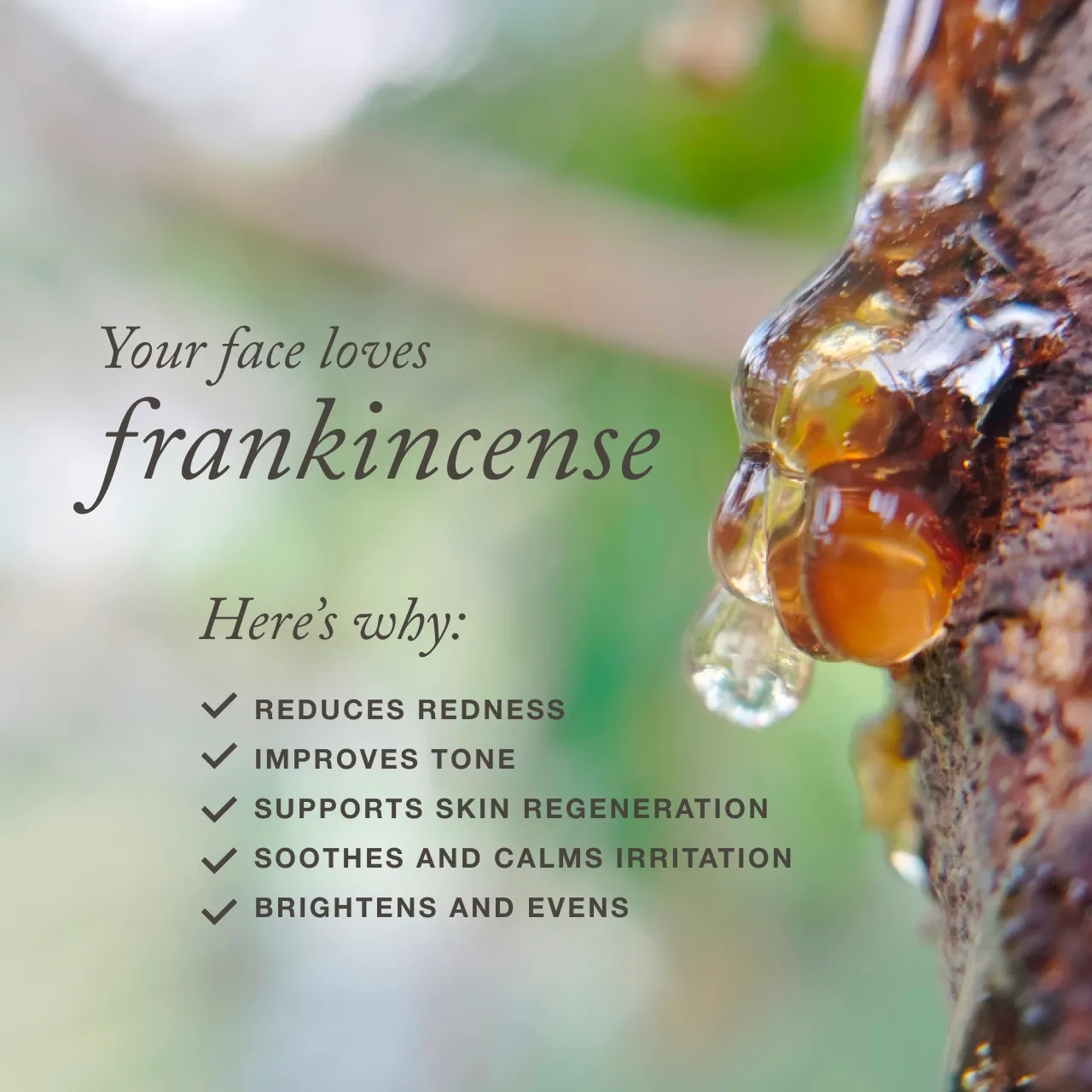 Toups and Co Frankincense Face Balm ansigtsbalm talg